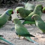 തത്തയും വന്യജീവി തന്നെ’; കൃഷിനാശത്തിന് സർക്കാർ നഷ്ടപരിഹാരം നൽകണമെന്ന് ഉത്തരവ്