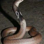 വീട്ടിലെ കിടപ്പുമുറിയില്‍ മൂര്‍ഖന്‍; കുട്ടി കടിയേല്‍ക്കാതെ രക്ഷപ്പെട്ടത് തലനാരിഴയ്ക്ക്