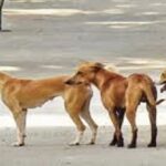 താനൂരിൽ മൂന്നരവയസ്സുകാരിക്ക് തെരുവുനായയുടെ കടിയേറ്റു