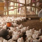 കോട്ടയത്ത് പക്ഷിപ്പനി ; വൈക്കം നഗരസഭ ഉൾപ്പെടെ ഏട്ട് തദ്ദേശ സ്ഥാപന മേഖലകളിലും നിയന്ത്രണം