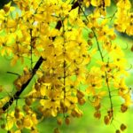 സമൃദ്ധിയുടെ കണികണ്ടുണർന്ന് മലയാളികൾ ഇന്ന് വിഷു ആഘോഷിക്കുന്നു