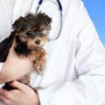 വളര്‍ത്തു മൃഗങ്ങളുടെ വേനല്‍ക്കാല പരിചരണം – മാര്‍ഗ നിര്‍ദ്ദേശങ്ങളുമായി ജില്ലാ മൃഗസംരക്ഷണ വകുപ്പ്