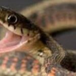 മുറ്റത്തെ കിണറിന് സമീപത്തുവെച്ച് പാമ്പ് കടിയേറ്റു വീട്ടമ്മ മരിച്ചു