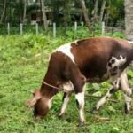 വേനല്‍: വളര്‍ത്തുമൃഗങ്ങള്‍ക്ക് കരുതല്‍ വേണം