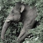 നീലഗിരിയിൽ കാട്ടാന ആക്രമണത്തിൽ യുവാവ് കൊല്ലപ്പെട്ടു