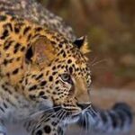 മലക്കപ്പാറയില്‍ പുലിയുടെ ആക്രമണത്തില്‍ വയോധിക കൊല്ലപ്പെട്ടു, മൃതദേഹം പുലി ഭക്ഷിച്ച നിലയില്‍