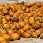 അടക്ക മോഷണം പോയി