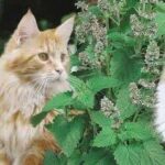 അമ്മപ്പൂച്ചയും കുഞ്ഞുങ്ങളും ചേര്‍ന്ന് കടിച്ചുകൊന്നത് എട്ടു പാമ്പുകളെ