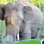 അങ്കമാലിയിൽ ക്ഷേത്രോത്സവത്തിന് എത്തിച്ച ആനയിടഞ്ഞു; ലോറി ഡ്രൈവറെ ചവിട്ടിക്കൊന്നു, വാഹനങ്ങൾ തകർത്തു
