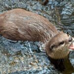 മുക്കത്ത് പുഴയിൽ കുളിക്കാനിറങ്ങിയ രണ്ട് കുട്ടികൾക്കും വയോധികയ്ക്കും നീർനായയുടെ കടിയേറ്റു