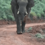 ആ വരവൊന്ന് കാണണേ! സോഷ്യൽ മീഡിയയിൽ നിറഞ്ഞ് ഇടുക്കിയുടെ ചക്കകൊമ്പൻ