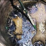 പുലിയും പൂച്ചയും കിണറ്റിൽവീണ്‌ ചത്തനിലയിൽ, പ്രദേശവാസികൾ ഭീതിയിൽ