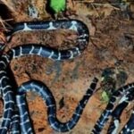 വീടിനുള്ളിൽ നിന്ന് അഞ്ച് വിഷപ്പാമ്പുകളെ കണ്ടെത്തി