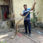 താനൂരിൽ കിണറ്റിൽ നിന്നും പാമ്പിനെ പിടികൂടി